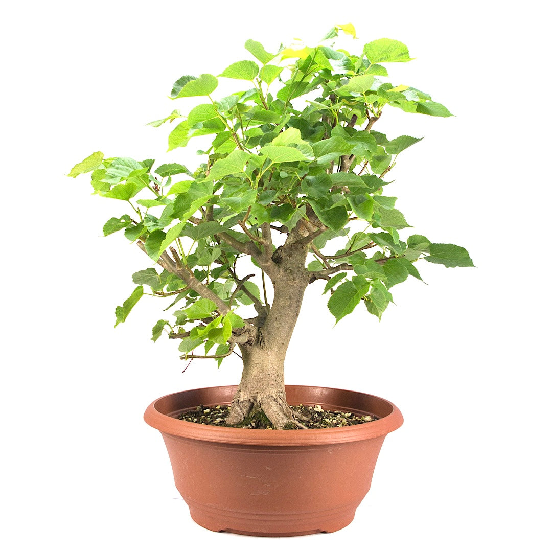 Winterlinde 'Tilia cordata'