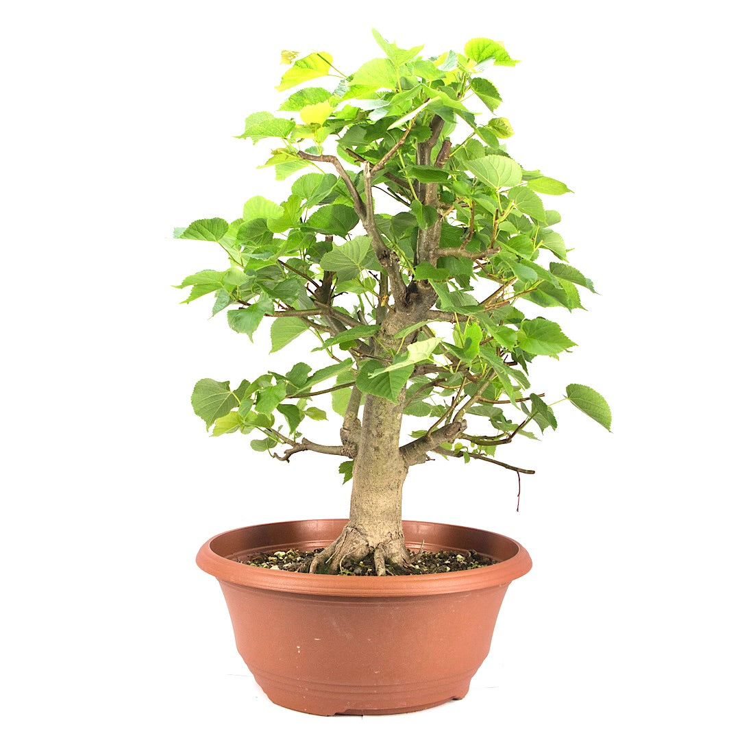 Winterlinde 'Tilia cordata'
