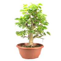 Winterlinde 'Tilia cordata'