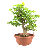 Winterlinde 'Tilia cordata'