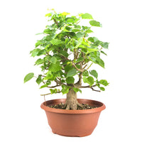 Winterlinde 'Tilia cordata'
