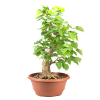 Winterlinde 'Tilia cordata'