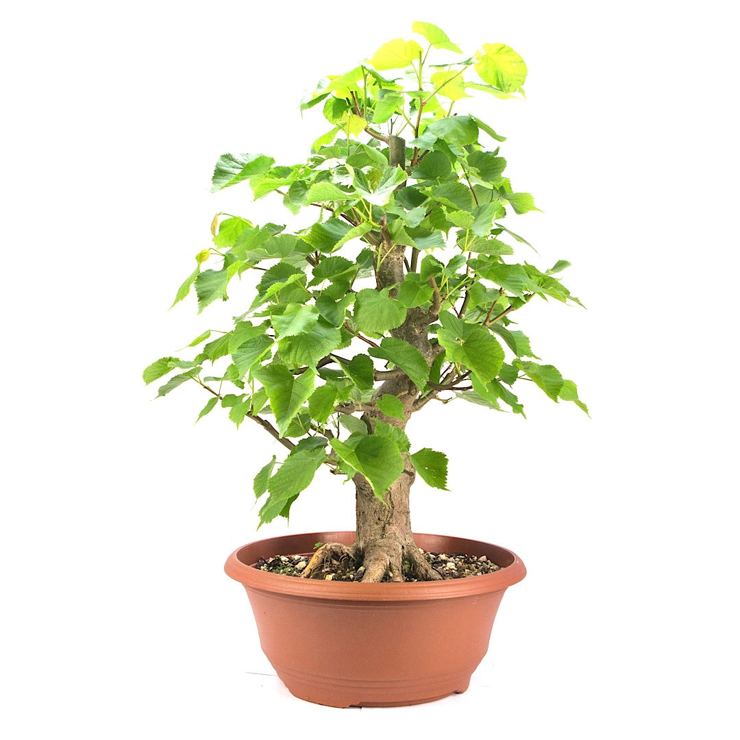 Winterlinde 'Tilia cordata'