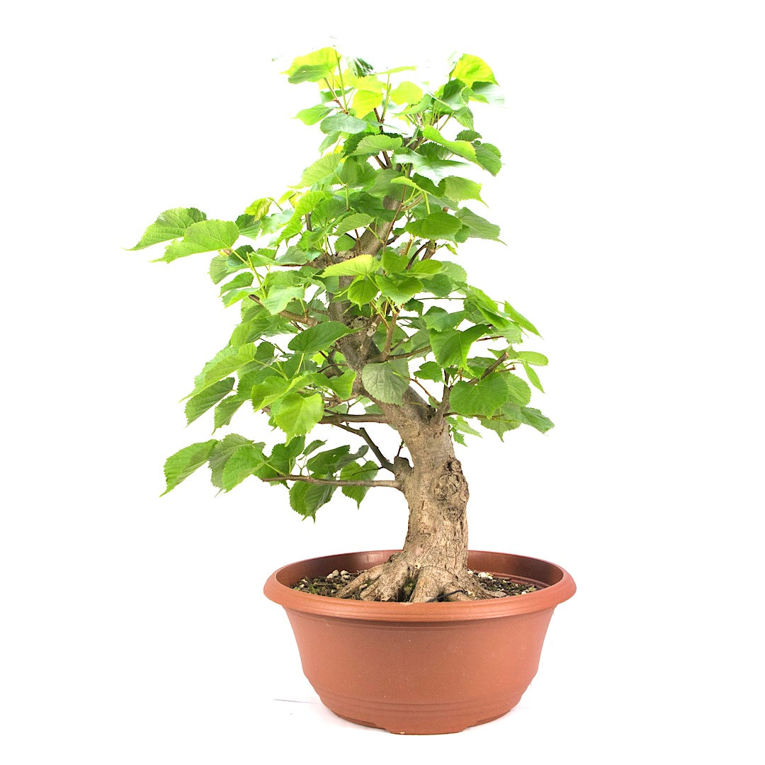 Winterlinde 'Tilia cordata'