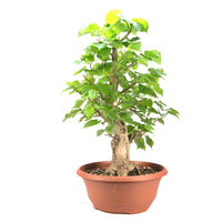Winterlinde 'Tilia cordata'