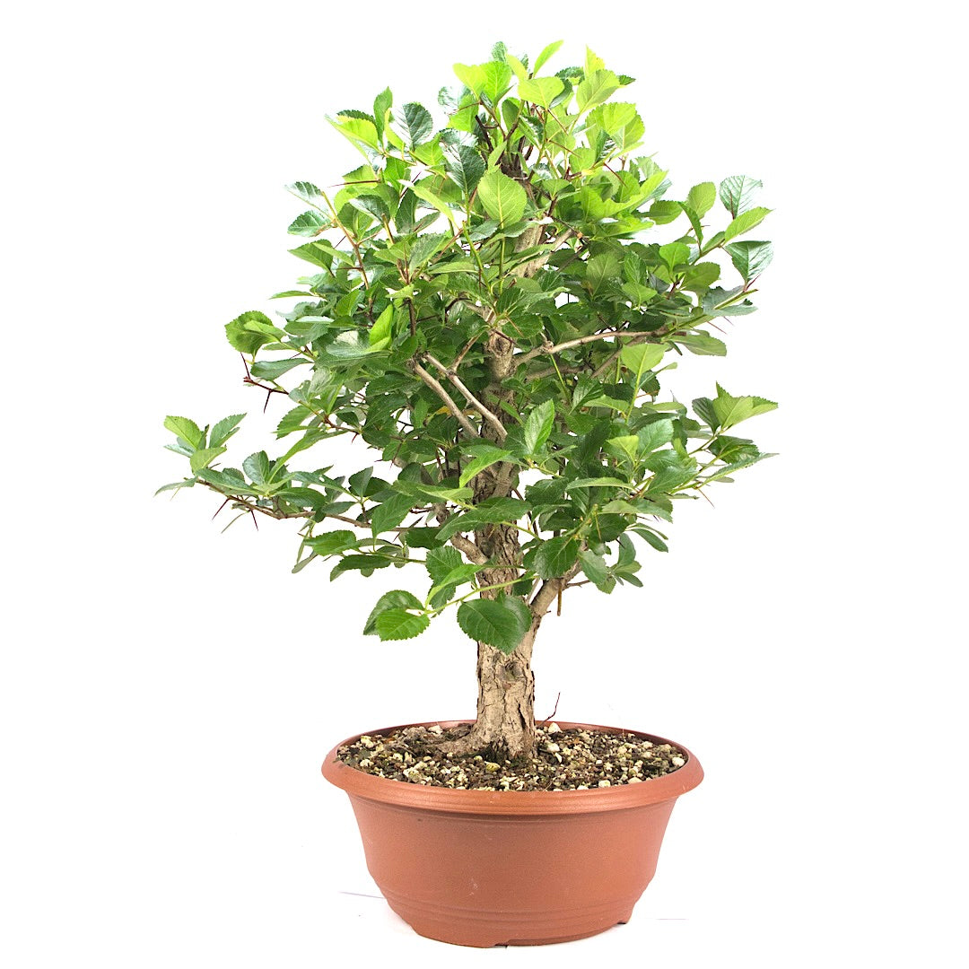 Pflaumenblättriger Weißdorn 'Crataegus x prunifolia'