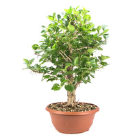 Pflaumenblättriger Weißdorn 'Crataegus x prunifolia'