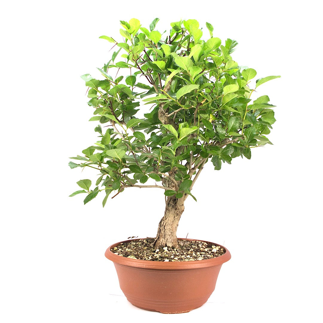 Pflaumenblättriger Weißdorn 'Crataegus x prunifolia'
