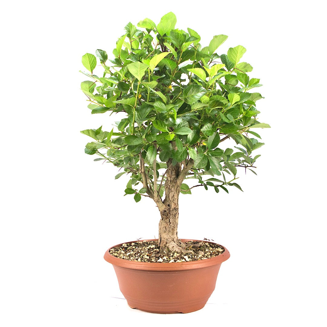 Pflaumenblättriger Weißdorn 'Crataegus x prunifolia'