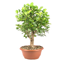 Pflaumenblättriger Weißdorn 'Crataegus x prunifolia'