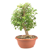 Schwarzdorn 'Prunus spinosa'