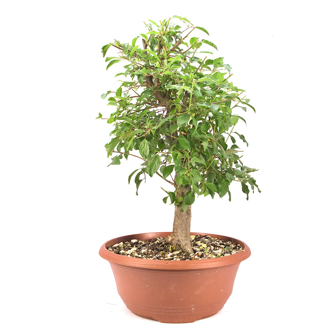 Schwarzdorn 'Prunus spinosa'