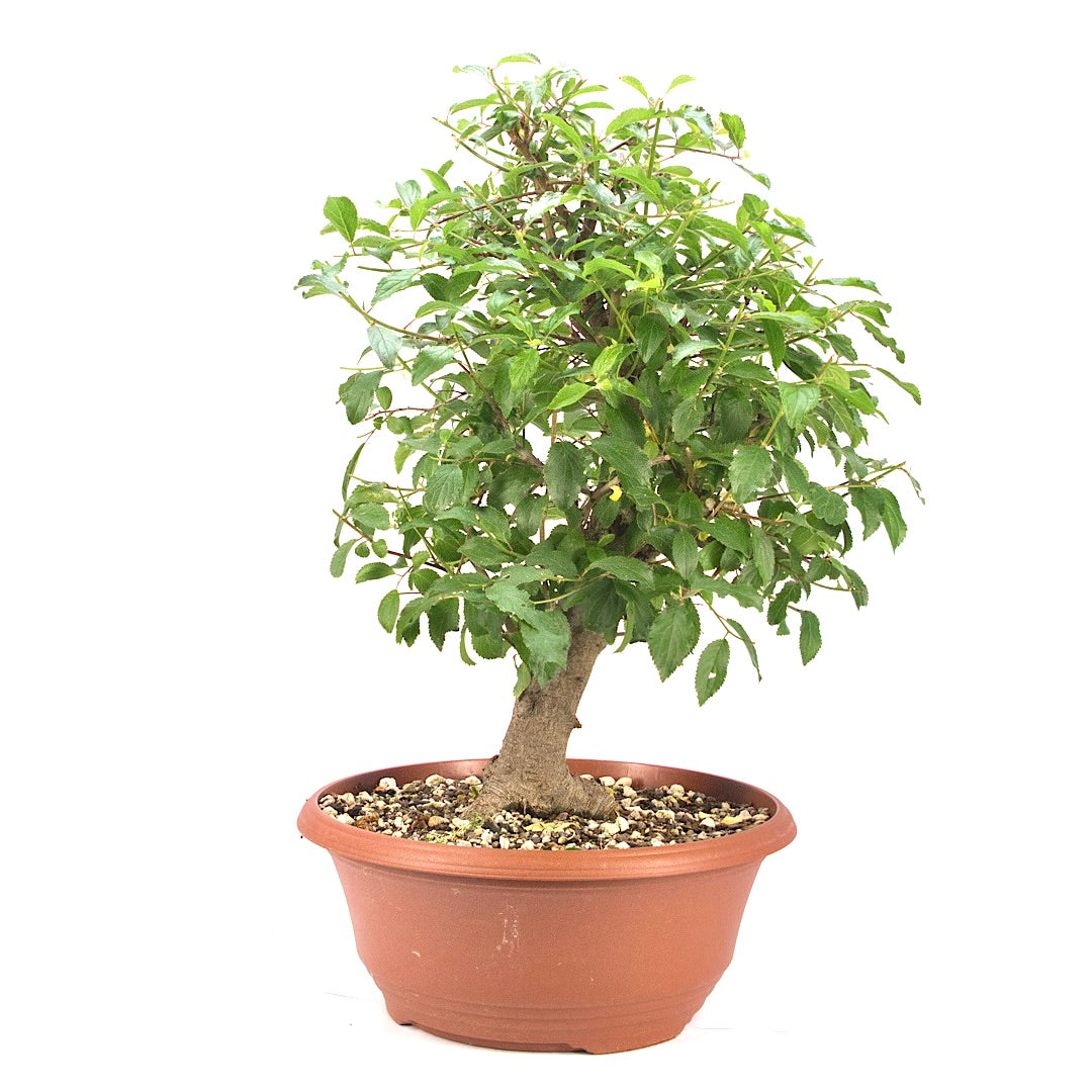 Schwarzdorn 'Prunus spinosa'