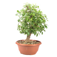 Schwarzdorn 'Prunus spinosa'
