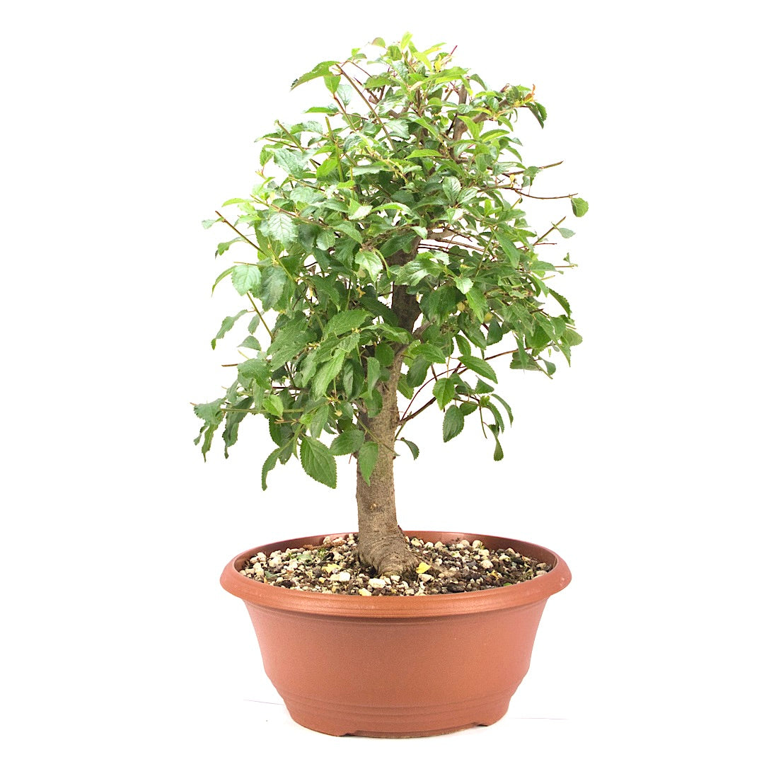 Schwarzdorn 'Prunus spinosa'