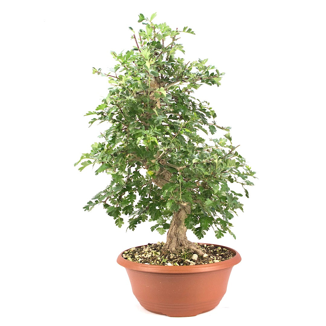 Zweigrifflige Weißdorn 'Crataegus laevigata'