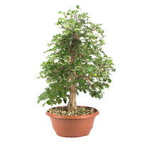 Zweigrifflige Weißdorn 'Crataegus laevigata'