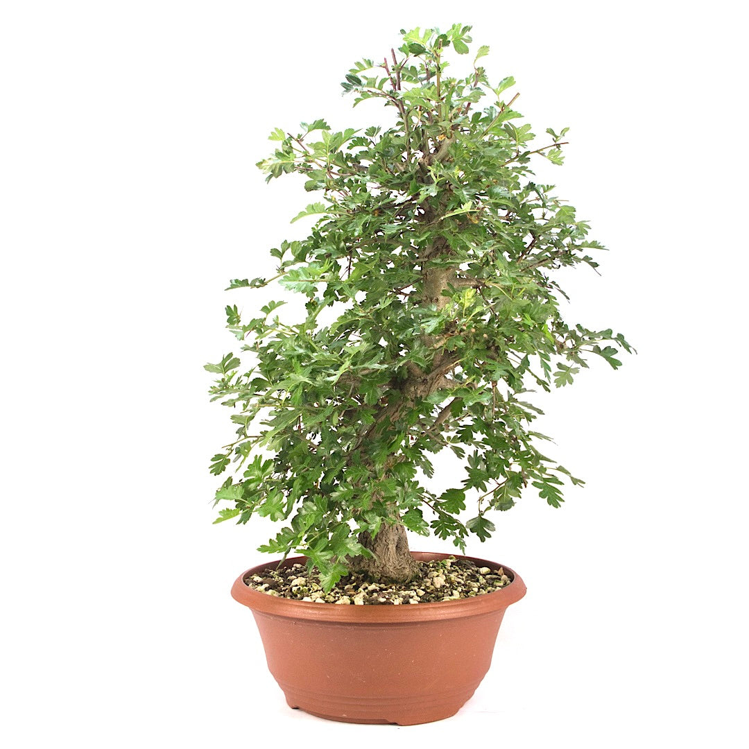 Zweigrifflige Weißdorn 'Crataegus laevigata'