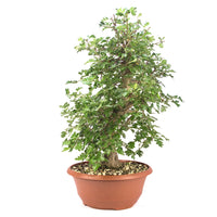 Zweigrifflige Weißdorn 'Crataegus laevigata'