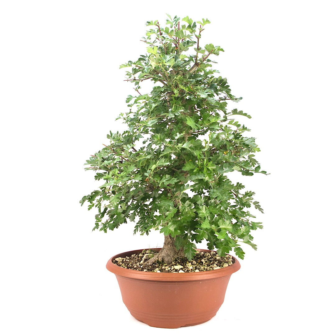 Zweigrifflige Weißdorn 'Crataegus laevigata'