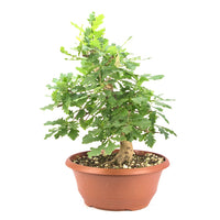 Stileiche 'Quercus robur'
