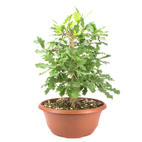 Stileiche 'Quercus robur'