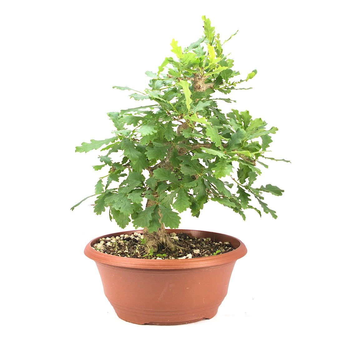 Stileiche 'Quercus robur'