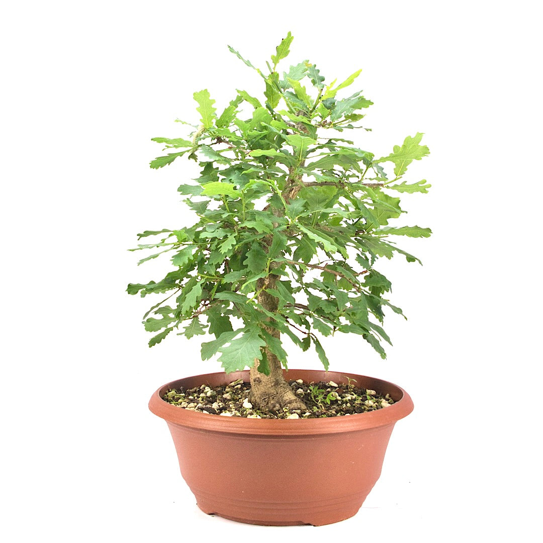 Stileiche 'Quercus robur'