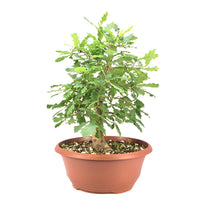 Stileiche 'Quercus robur'