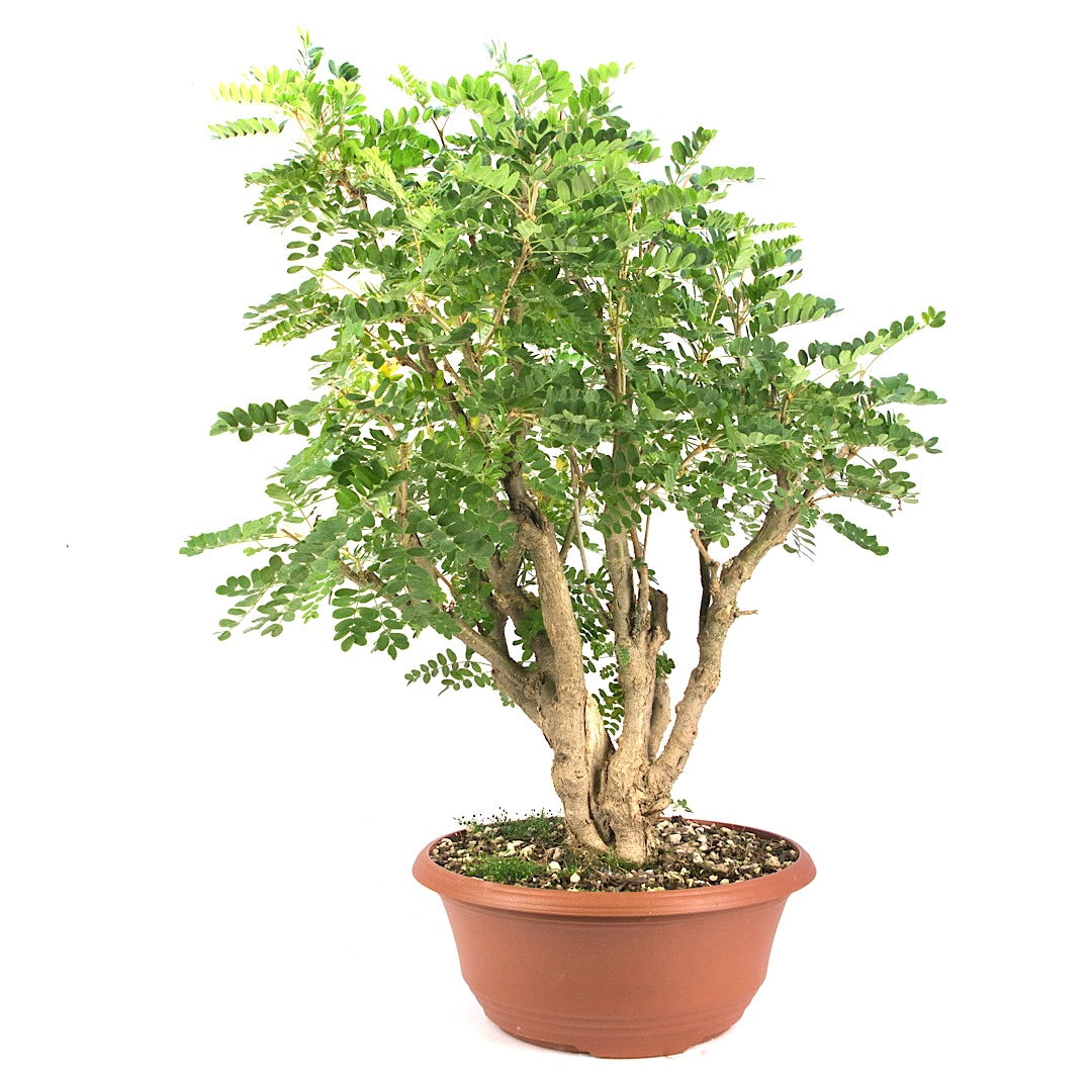 Erbsenstrauch 'Caragana'