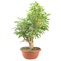 Erbsenstrauch 'Caragana'