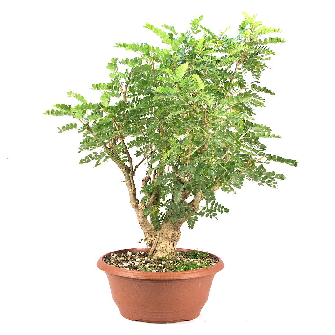 Erbsenstrauch 'Caragana'