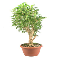Erbsenstrauch 'Caragana'
