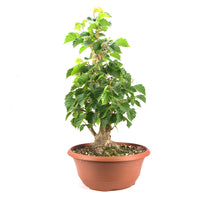 Baumhasel 'Corylus colurna'