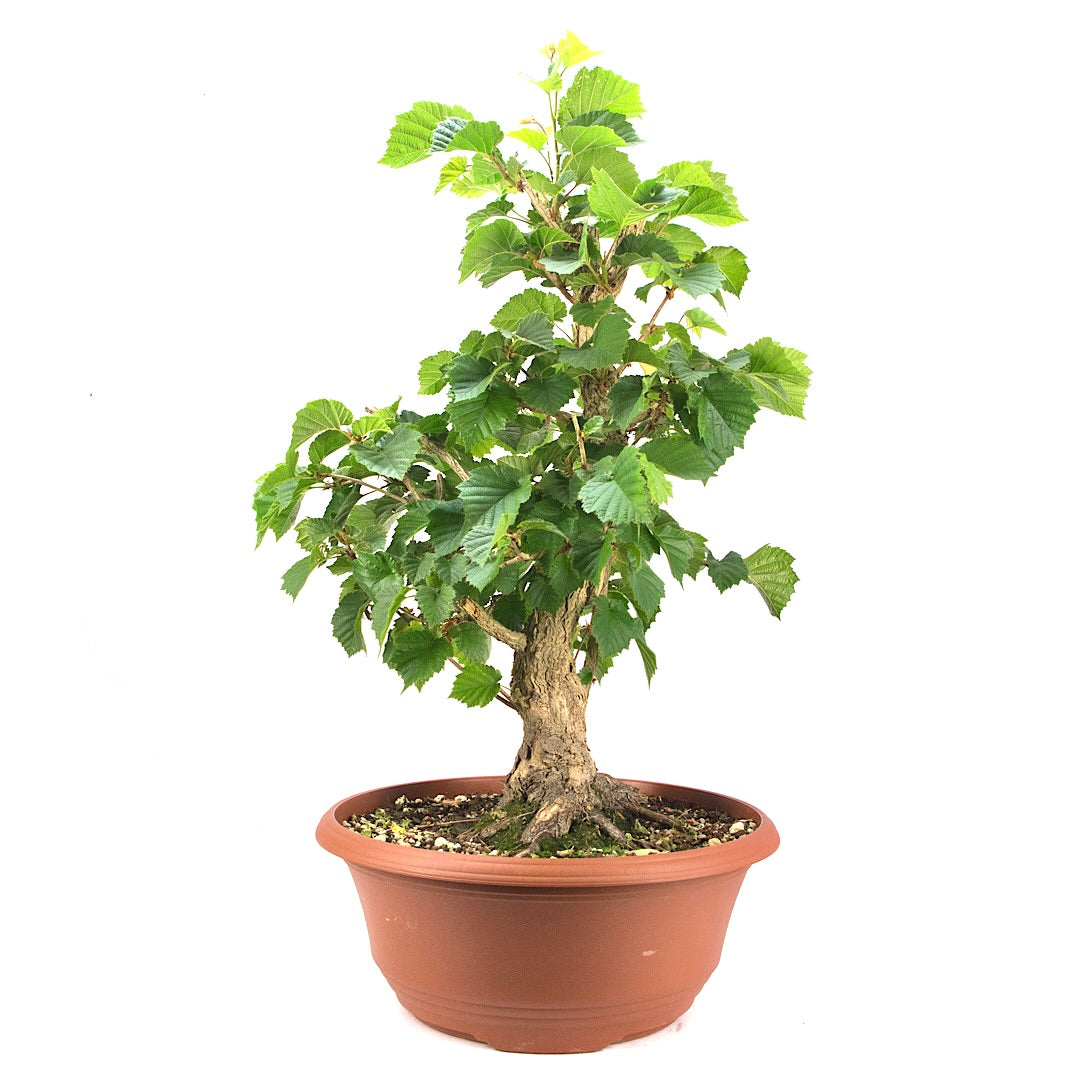 Baumhasel 'Corylus colurna'