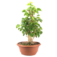 Baumhasel 'Corylus colurna'