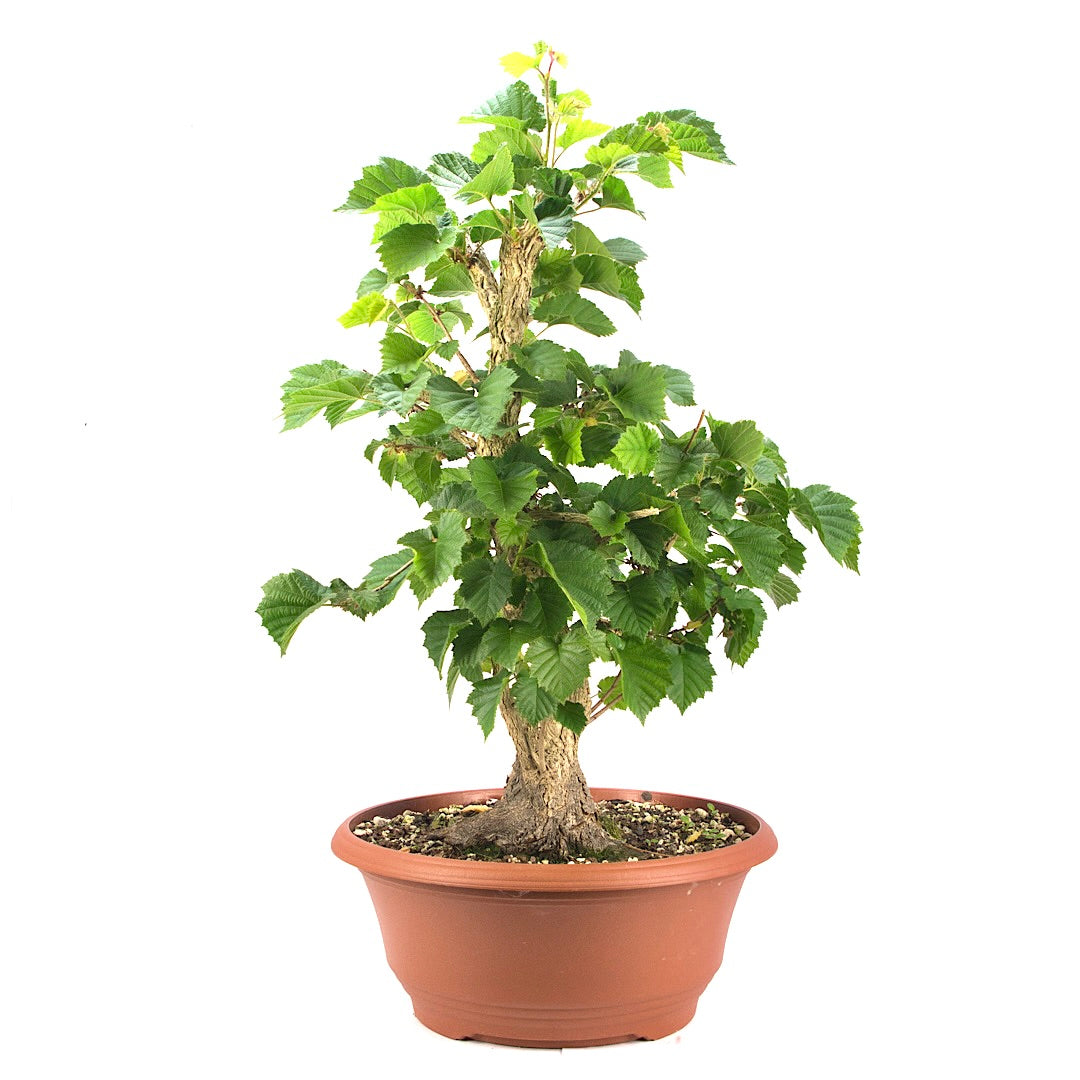 Baumhasel 'Corylus colurna'