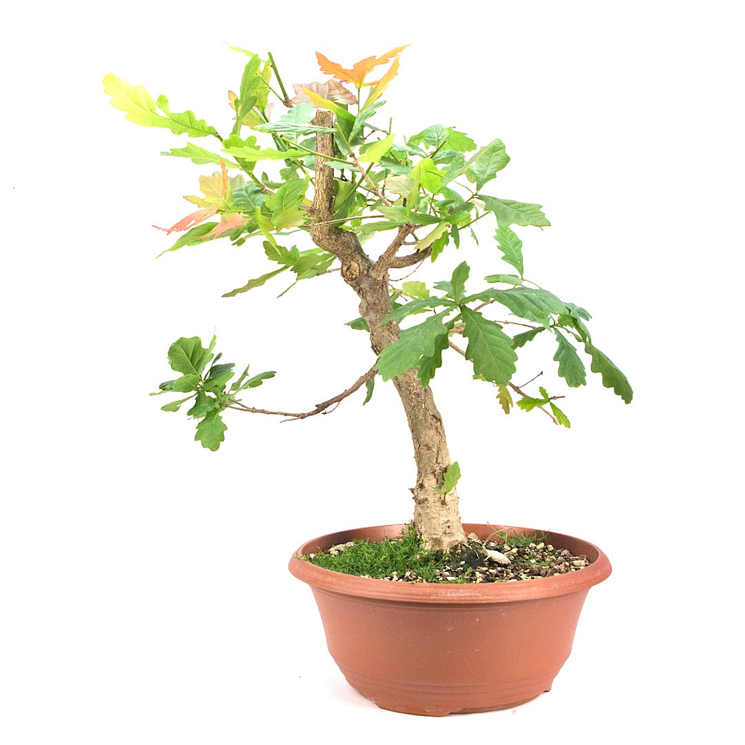 Stileiche 'Quercus robur'