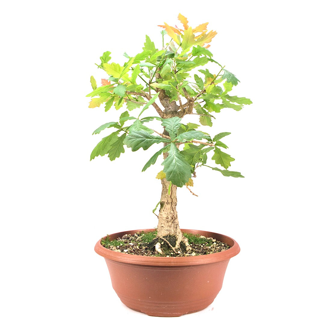 Stileiche 'Quercus robur'