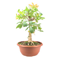 Stileiche 'Quercus robur'