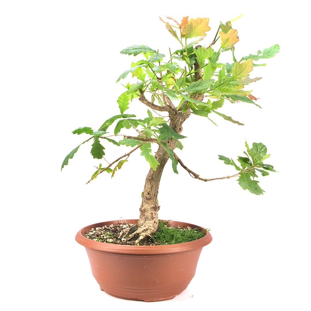 Stileiche 'Quercus robur'