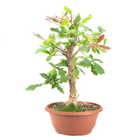 Stileiche 'Quercus robur'