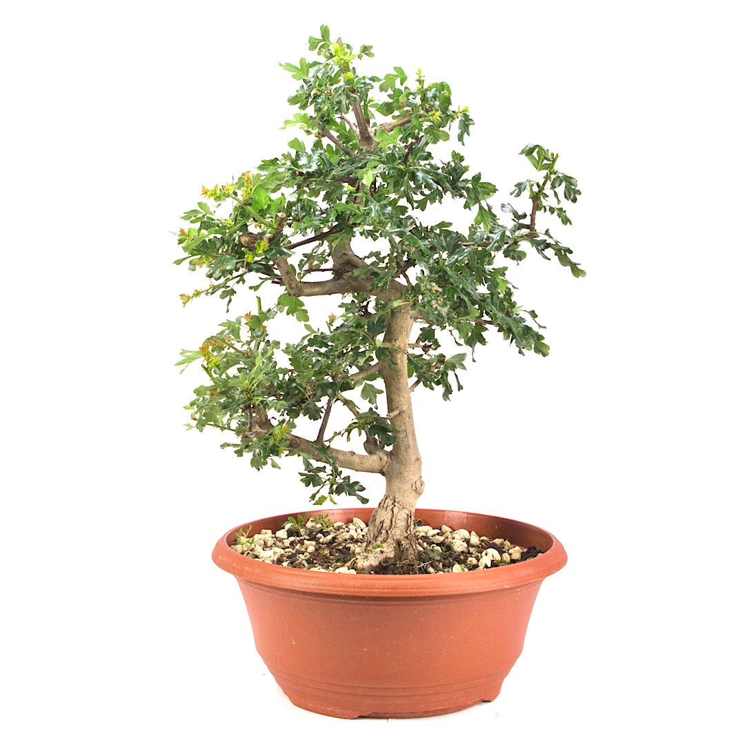 Ungefüllter Rotdorn 'Crataegus cuneata'