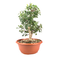 Ungefüllter Rotdorn 'Crataegus cuneata'