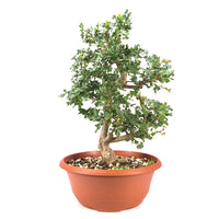 Ungefüllter Rotdorn 'Crataegus cuneata'
