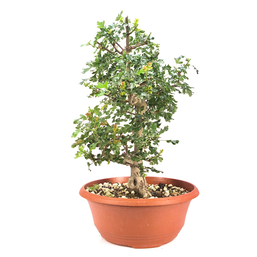 Ungefüllter Rotdorn 'Crataegus cuneata'