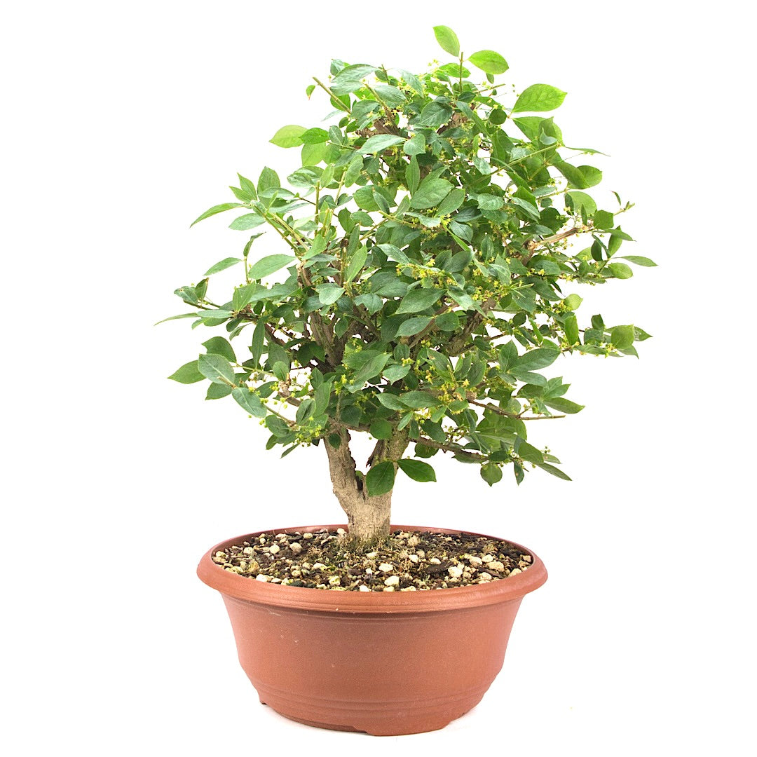 Korkspindelstrauch 'Euonymus alatus'