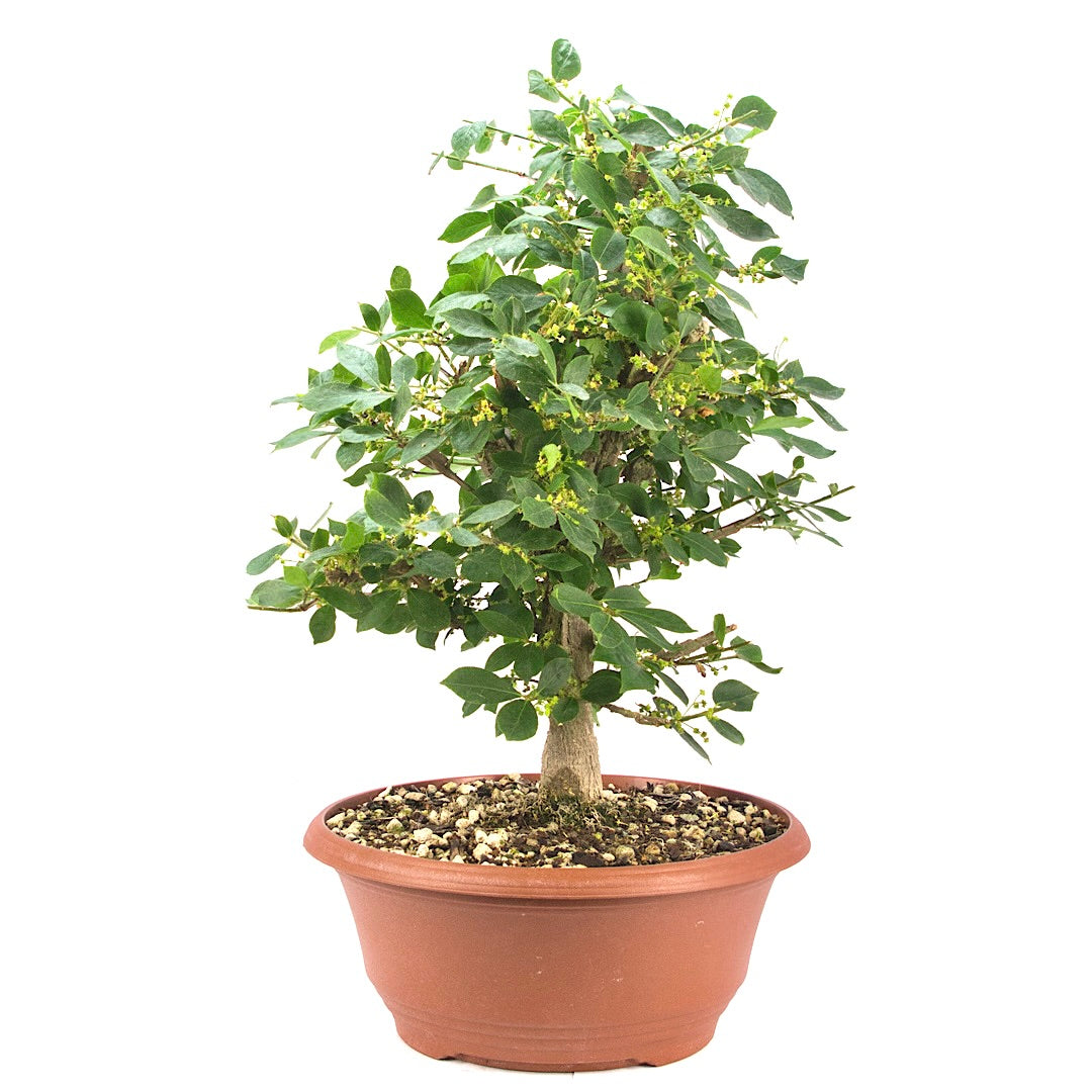 Korkspindelstrauch 'Euonymus alatus'