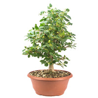 Korkspindelstrauch 'Euonymus alatus'