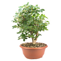 Korkspindelstrauch 'Euonymus alatus'